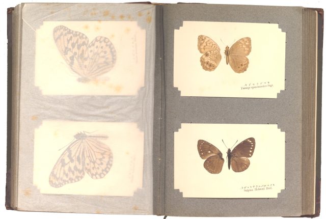 Photograph of book: Pressed specimens of butterflies and moths (1905), compiled by Yasushi Nawa, courtesy of Clark Library collections